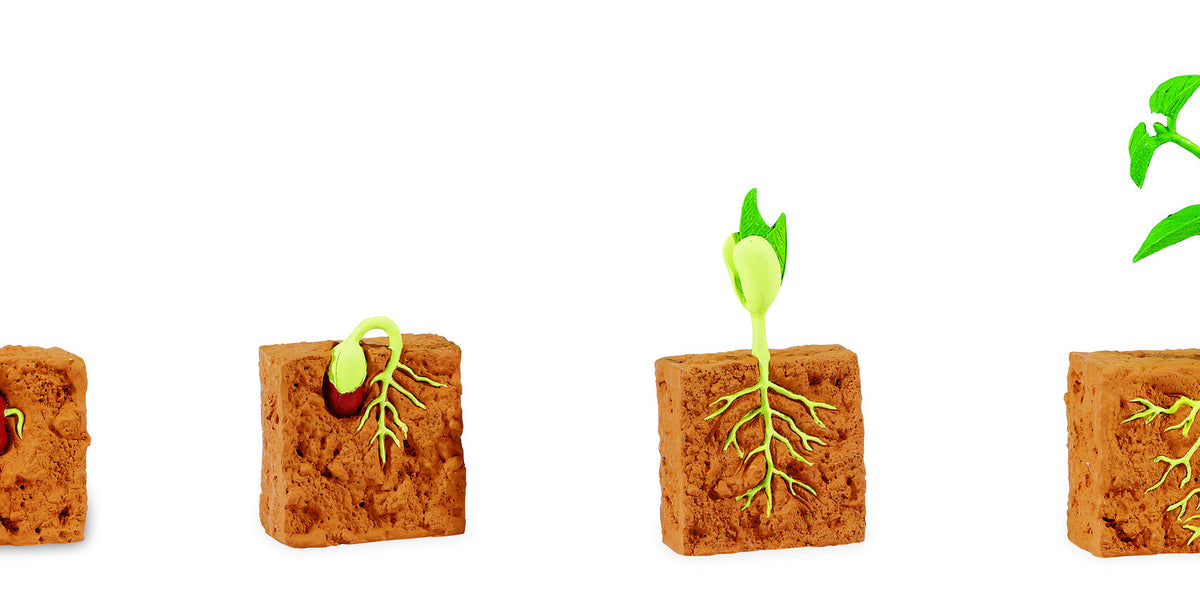 Bean Plant Life Cycle Models & PDF of 3 Part Cards
